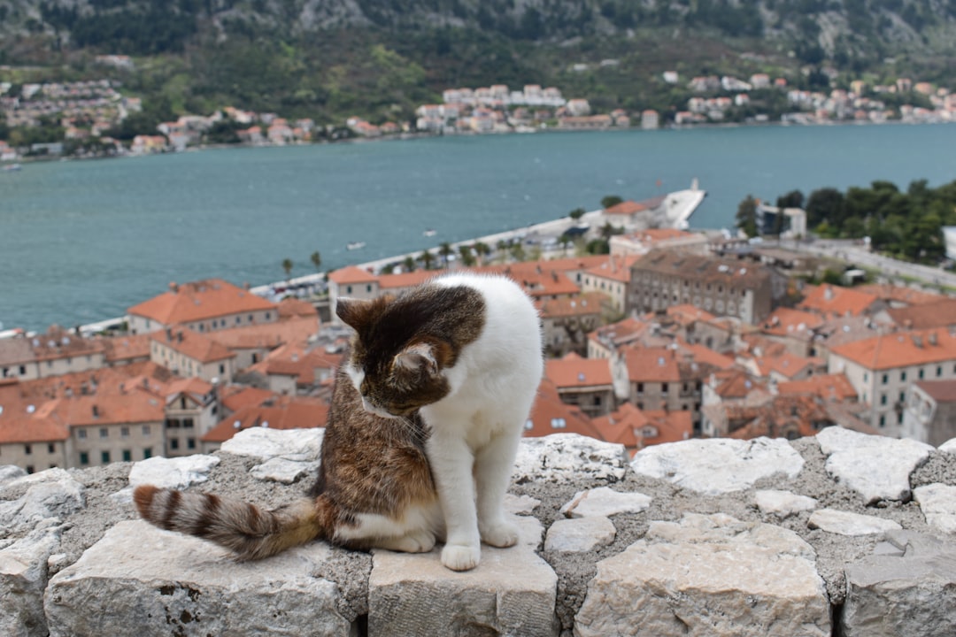 Museo de Gatos en Kotor: felinos y artesanos medievales - Trg Gospa od Anđela - Stari Grad 371 | Secret World Trip Planner