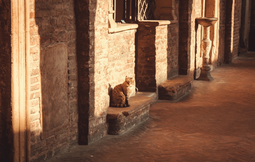 Museo de Gatos en Kotor: felinos y artesanos medievales - Trg Gospa od Anđela - Stari Grad 371 | Secret World Trip Planner