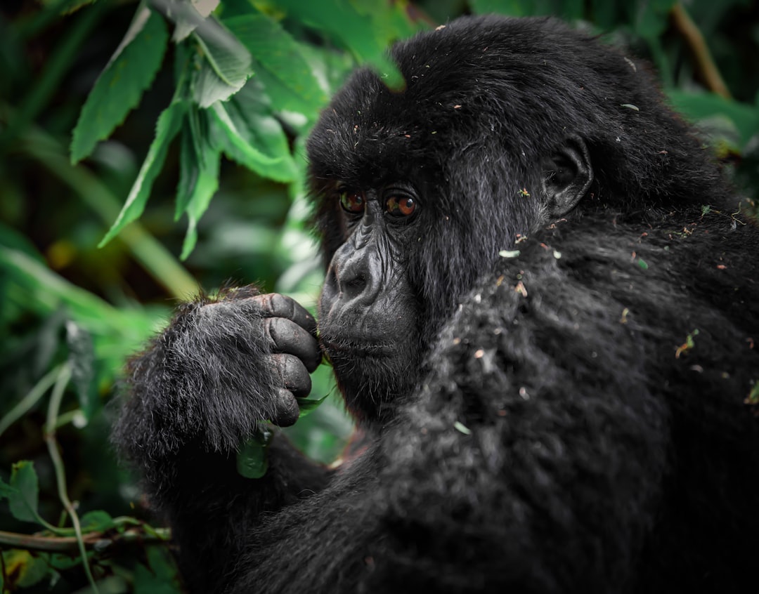 Parque Nacional de Volcanes: trekking con gorilas en Ruanda - NM 222 Street | Secret World Trip Planner