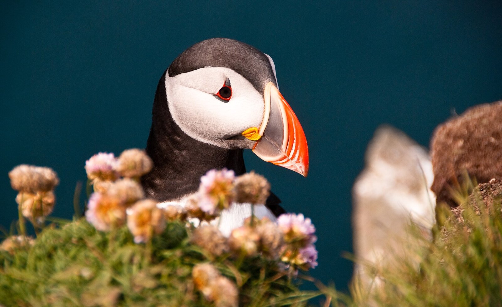 Découvrez Látrabjarg : le point le plus occidental d'Islande | Secret World Trip Planner