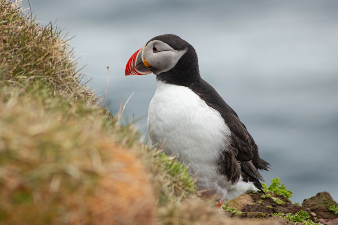 Découvrez Látrabjarg : le point le plus occidental d'Islande | Secret World Trip Planner