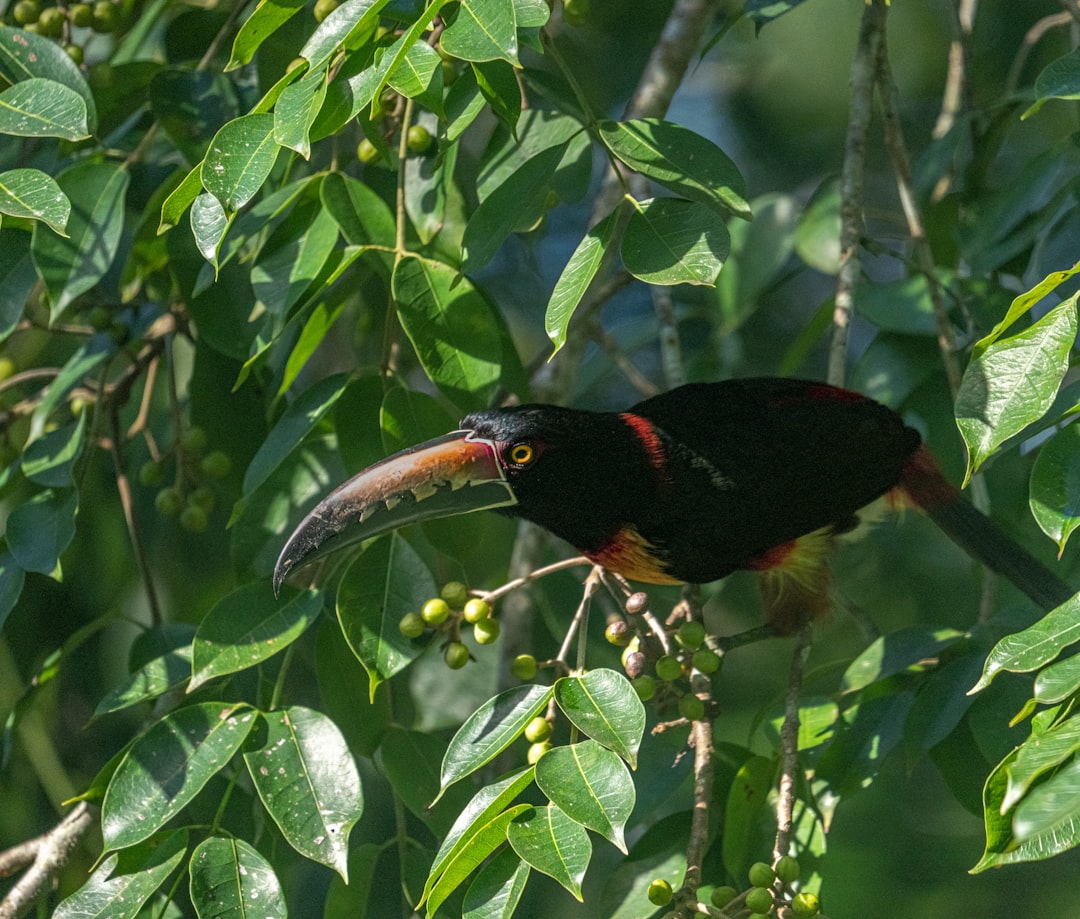 蒂卡尔：危地马拉心脏中的玛雅丛林与金字塔 - Tikal | Secret World Trip Planner