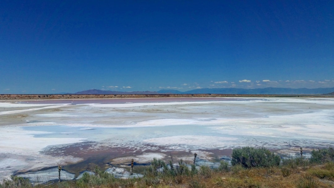 Saline Aguada Blanca: fauna salvaje en gran altitud - Reserva Nacional de Salinas y Aguada Blanca | Secret World Trip Planner