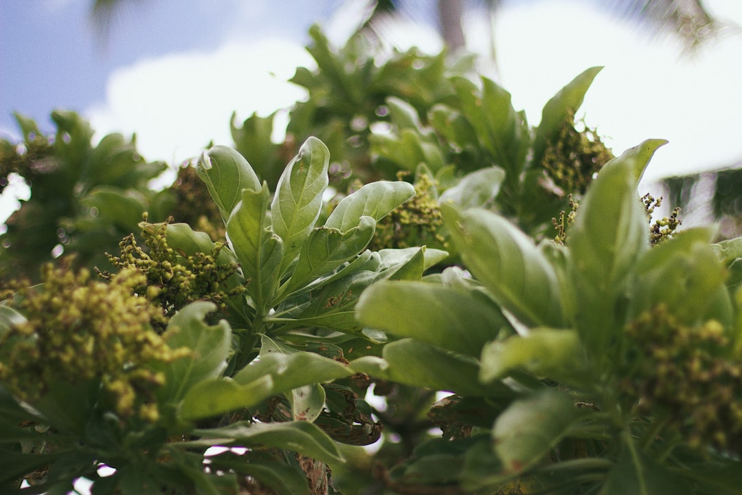 Lifou : l'île corallienne aux eaux cristallines - Lifou | Secret World Trip Planner