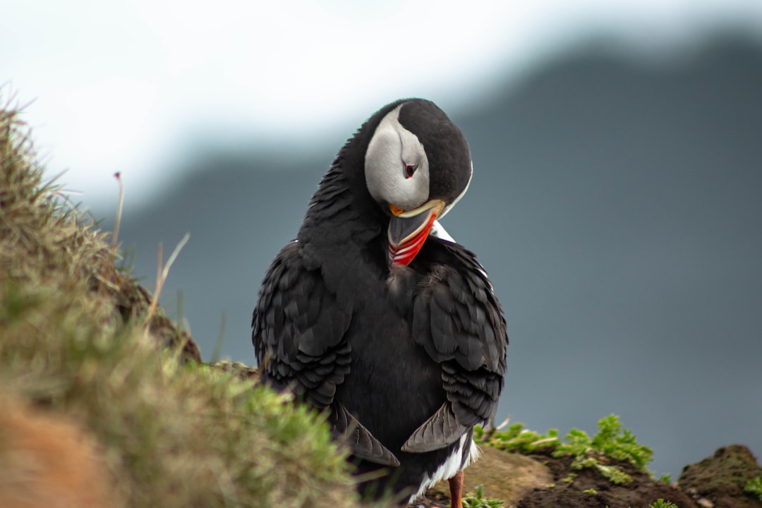 Vogelbeobachtung in Island: Ein einzigartiges Naturerlebnis - Laugarbakki | Secret World Trip Planner