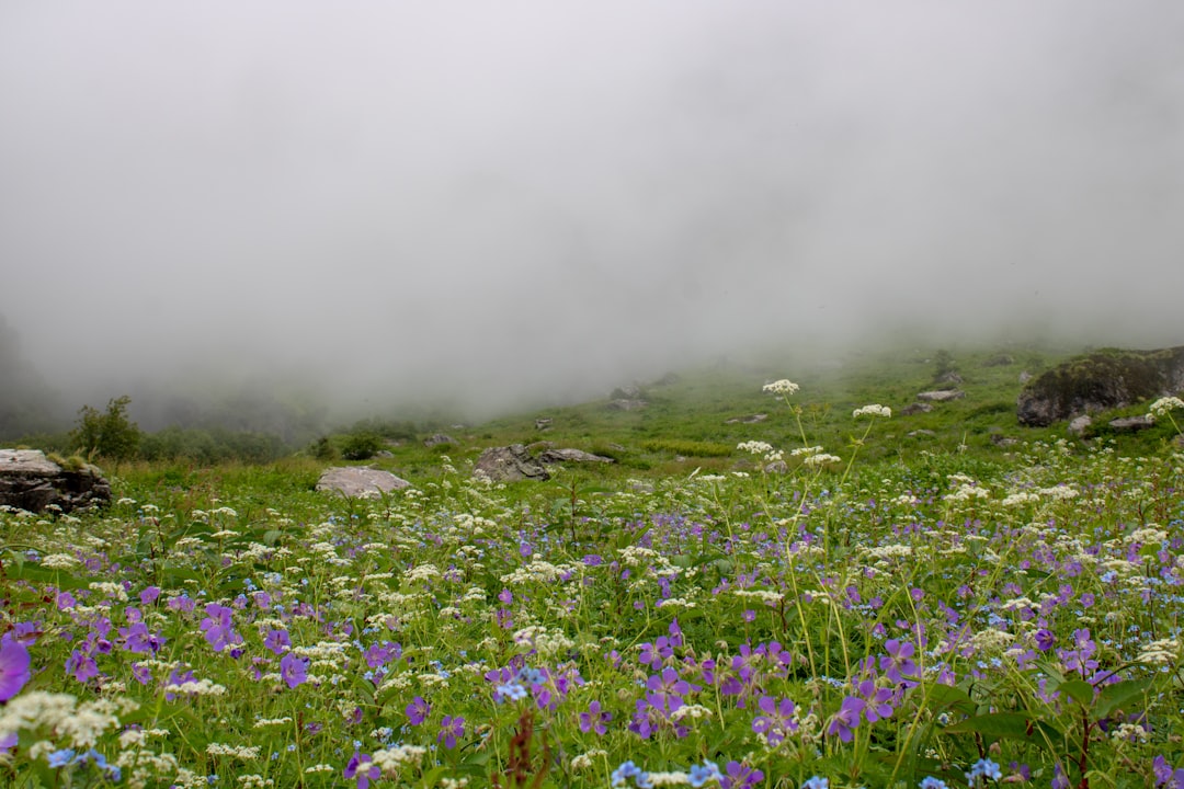 Valle de Flores en Yumthang: flores a gran altura - Yumthang | Secret World Trip Planner