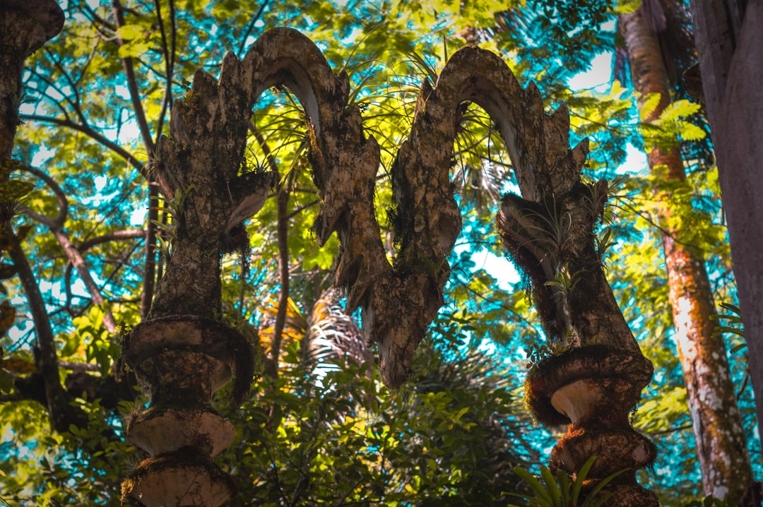 Las Pozas: Un Giardino Surrealista nel Cuore del Messico - Xilitla | Secret World Trip Planner