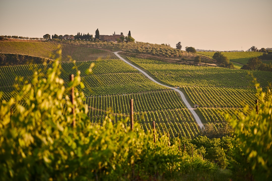 Chianti Classico in Greve: Tuscan Wines and Terroir - 18 | Secret World Trip Planner