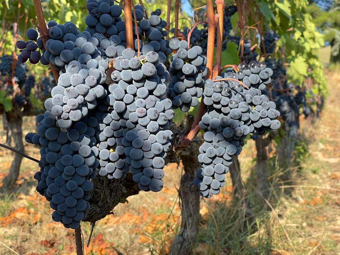 Chianti Classico à Greve : vins et terroir toscan - 18 | Secret World Trip Planner