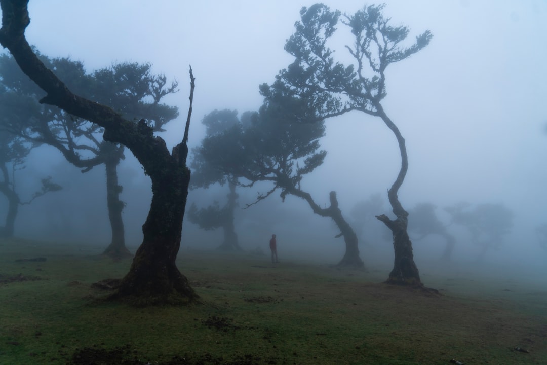 Fanal：葡萄牙一个未受污染的自然角落 - Seixal | Secret World Trip Planner