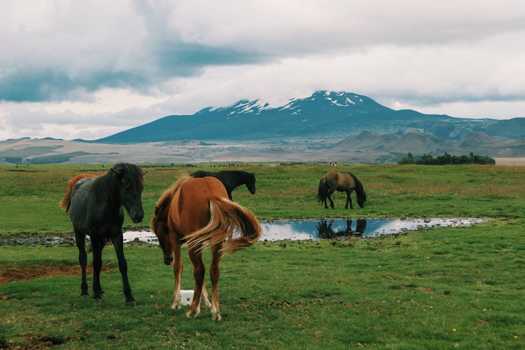 Hekla: Wanderung zum gefürchtetsten Vulkan Islands - Hekla | Secret World Trip Planner