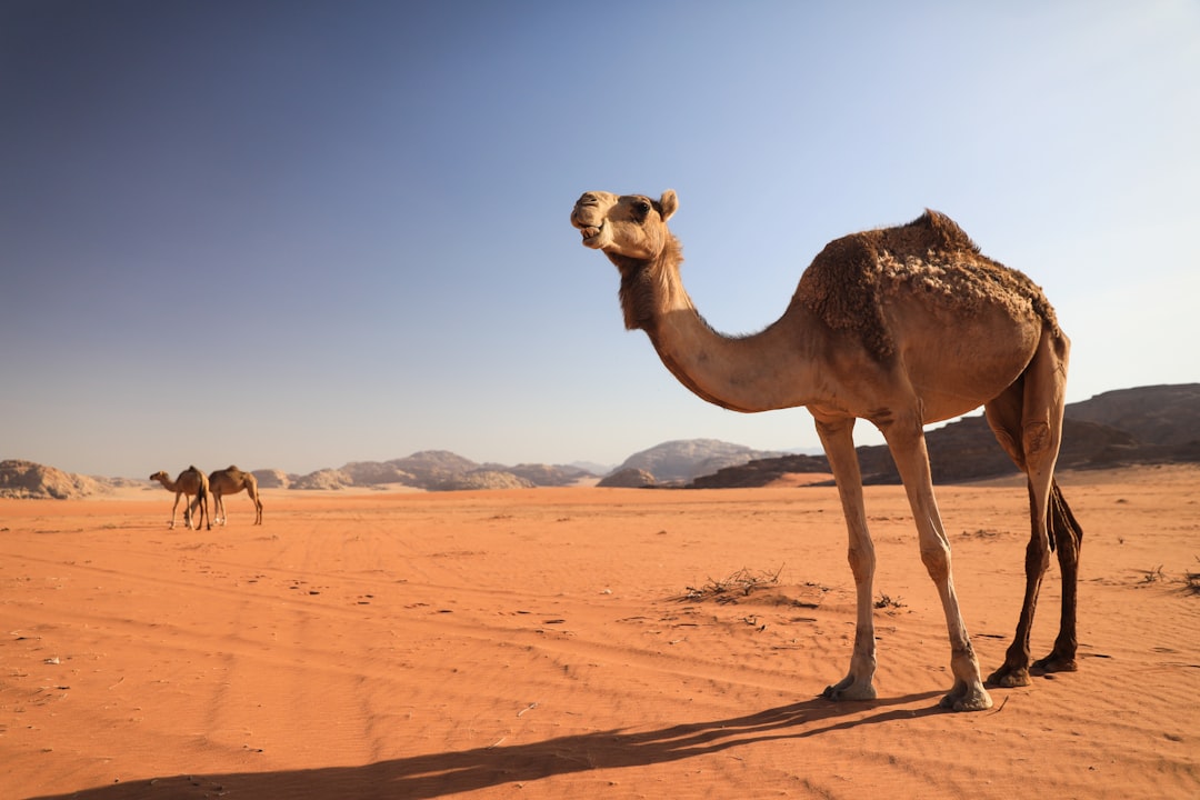 Wadi Rum: Rote Sonnenuntergänge in der Steinwüste - Wadi Rum Village | Secret World Trip Planner