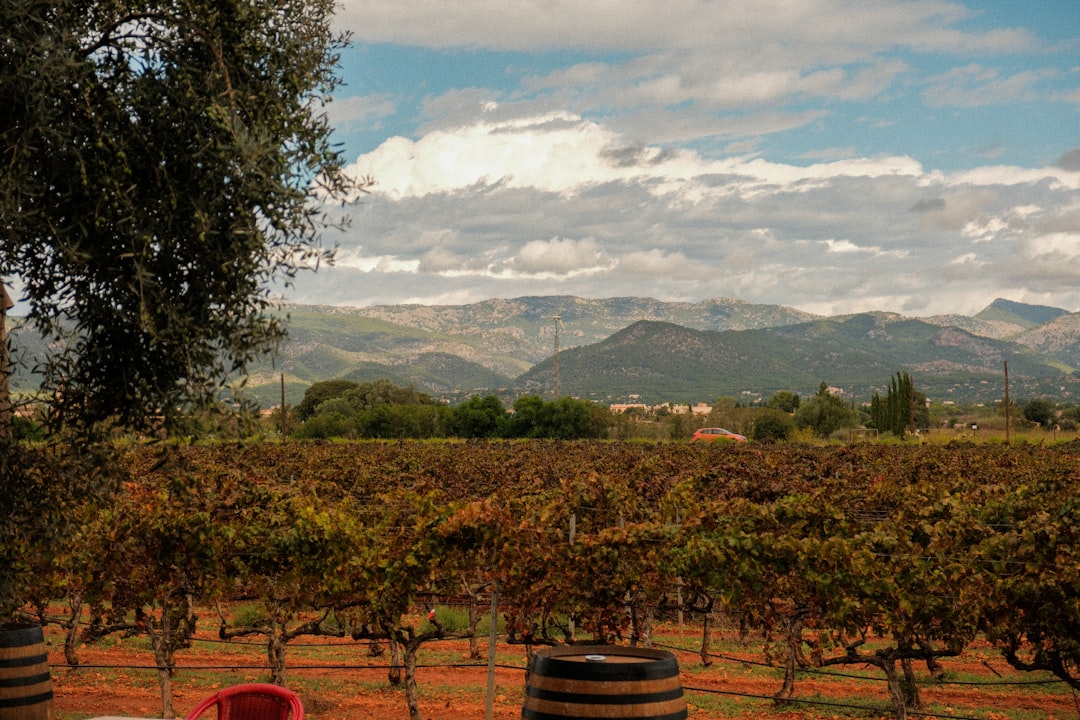 Colares: i vini atlantici sulle sabbie del Portogallo - Alameda Cel. Linhares de Lima 32 | Secret World Trip Planner