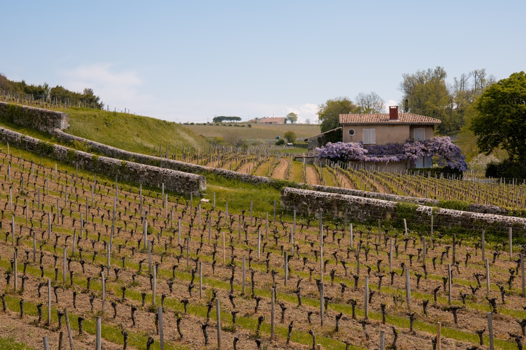 Colares: Atlantische Weine aus den Sanden Portugals - Alameda Cel. Linhares de Lima 32 | Secret World Trip Planner