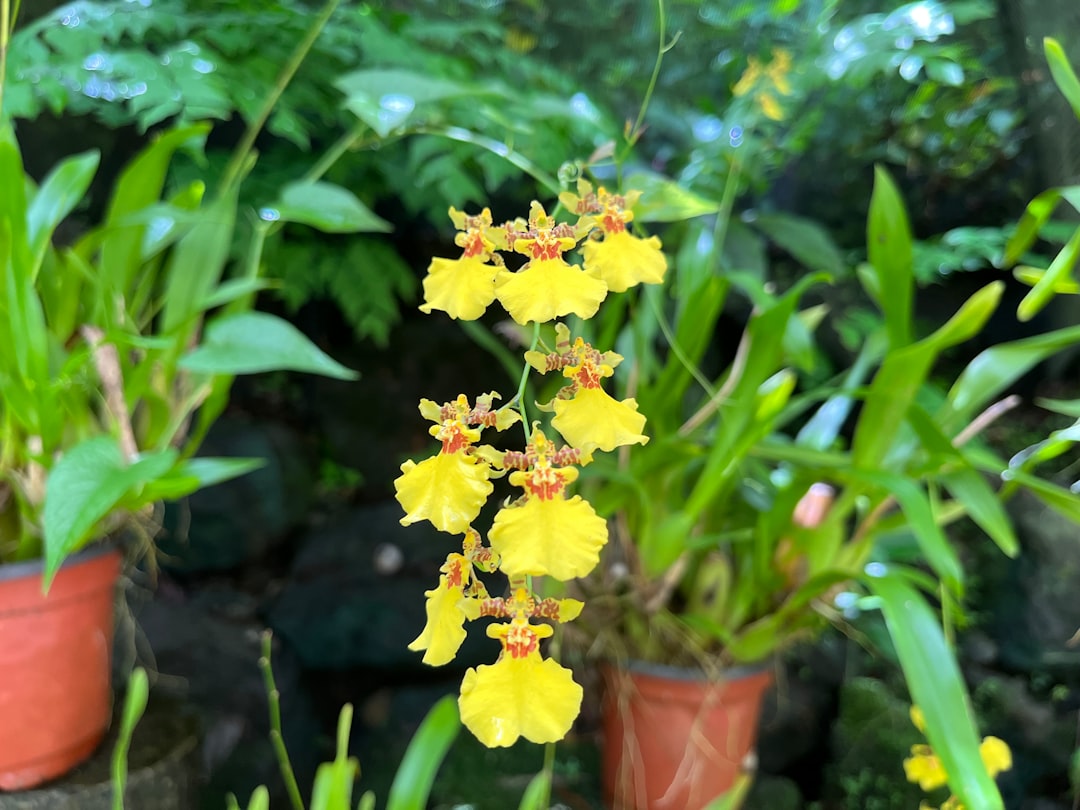 Garden of the Sleeping Giant: Orchids in Fiji - Wailoko Road | Secret World Trip Planner