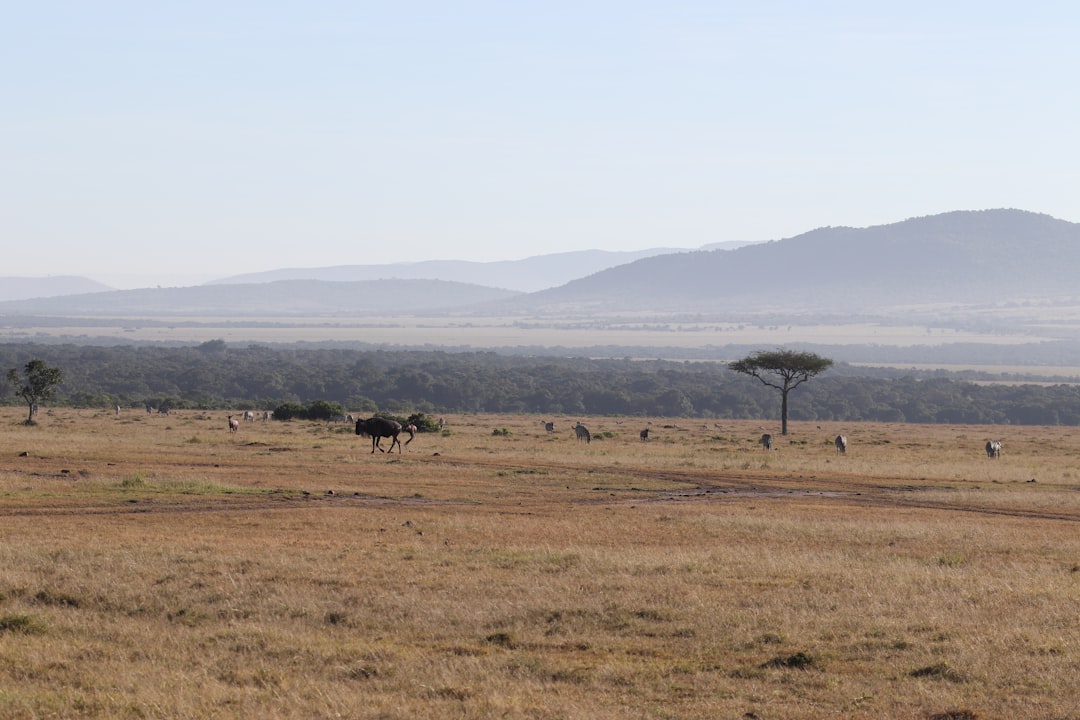 Masai Mara: grandes felinos y la savana keniana — Narok