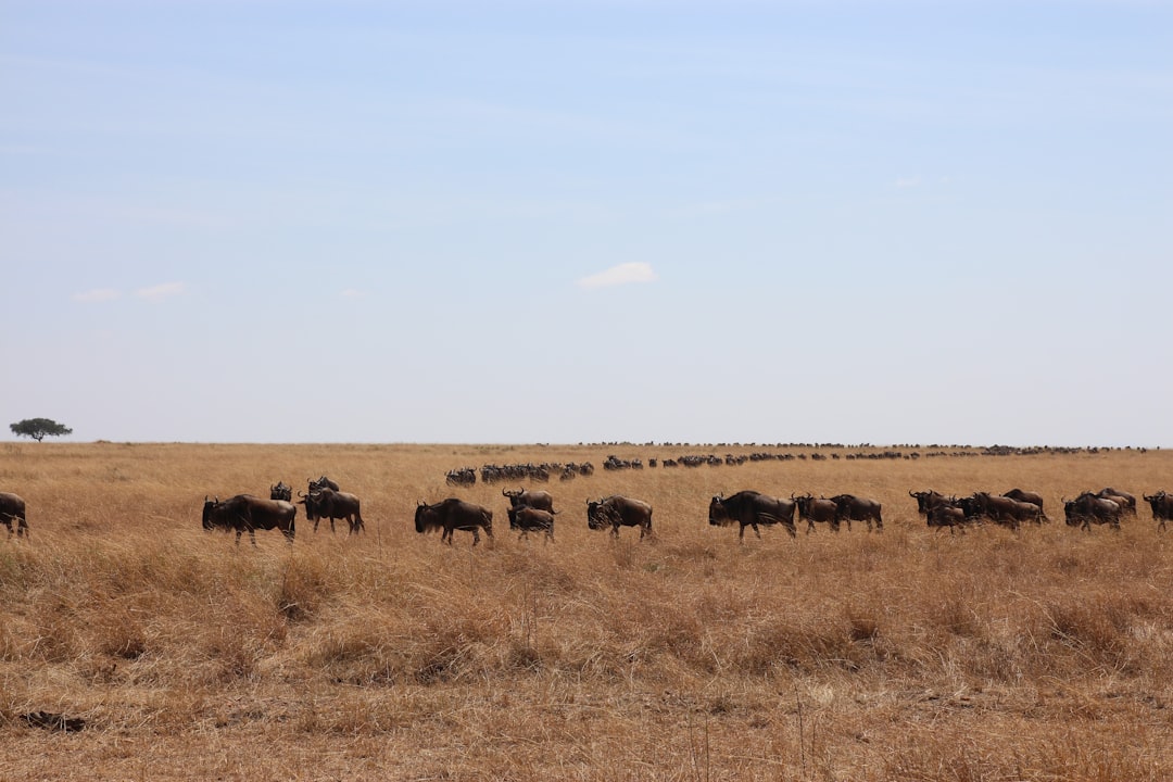 Masai Mara: grandes felinos y la savana keniana - Narok | Secret World Trip Planner