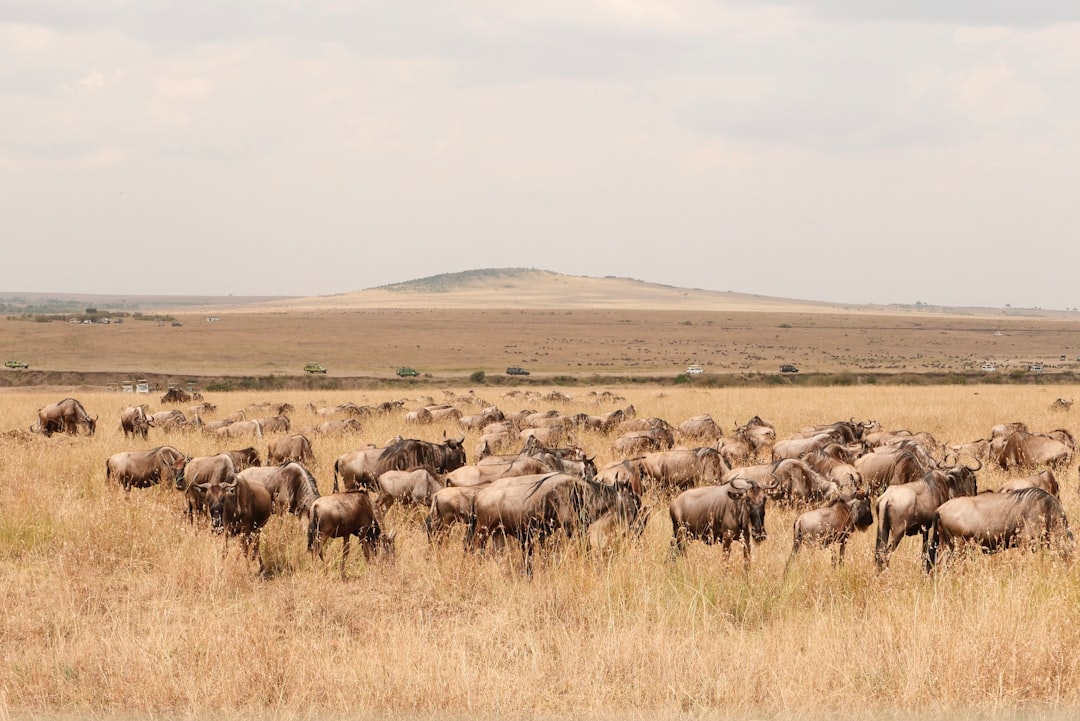 Masai Mara: grandes felinos y la savana keniana - Narok | Secret World Trip Planner