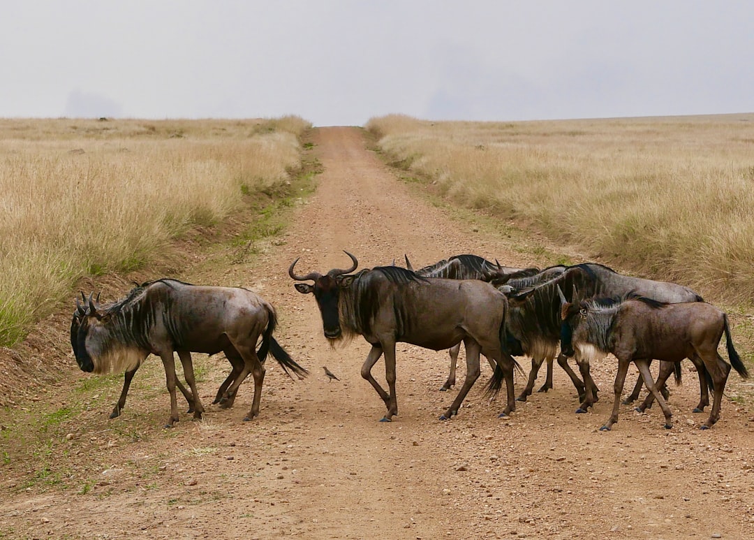 Masai Mara: grandes felinos y la savana keniana - Narok | Secret World Trip Planner