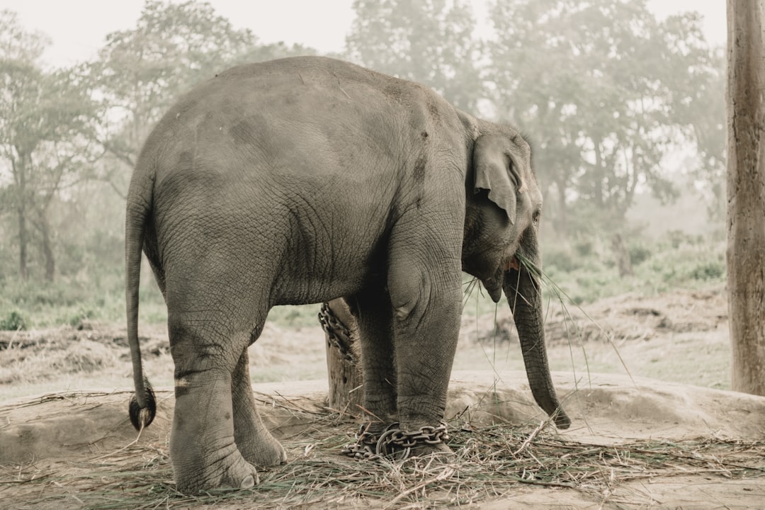 Chitwan: rinoceronti e coccodrilli sul fiume Rapti - HFFV+Q6W | Secret World Trip Planner