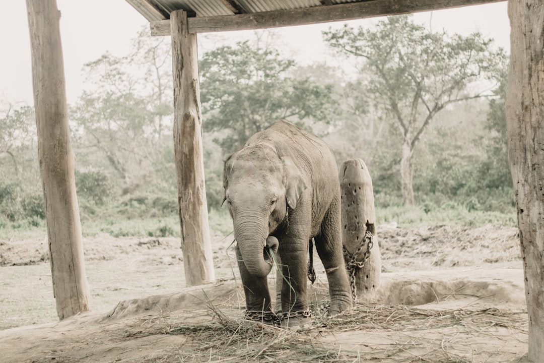 Chitwan : rhinocéros et crocodiles sur le fleuve Rapti — HFFV+Q6W