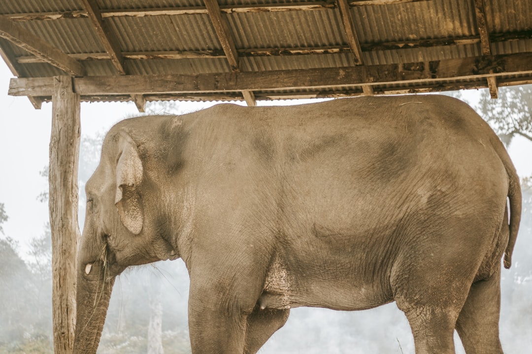 Chitwan : rhinocéros et crocodiles sur le fleuve Rapti - HFFV+Q6W | Secret World Trip Planner