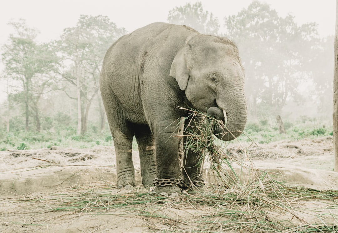 Chitwan: rinocerontes y cocodrilos en el río Rapti - HFFV+Q6W | Secret World Trip Planner
