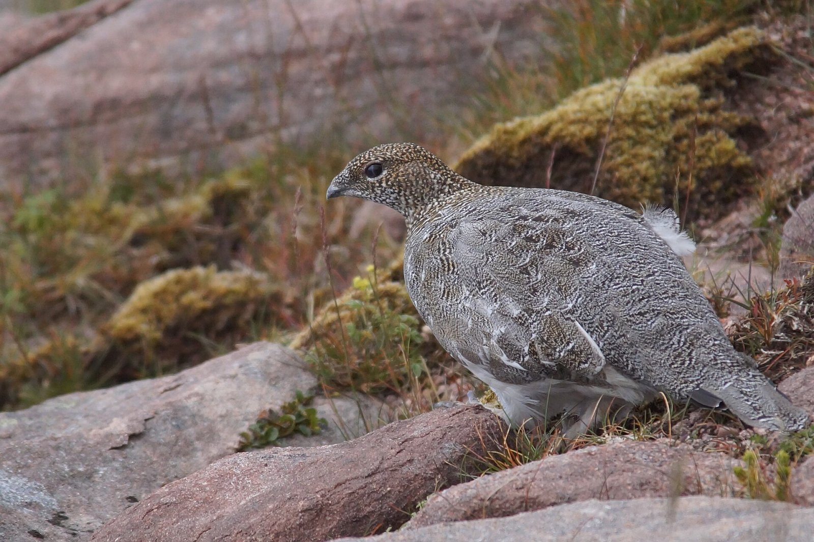 Discover Ptarmigan: The Mountain of Scotland - Rowchoish | Secret World Trip Planner