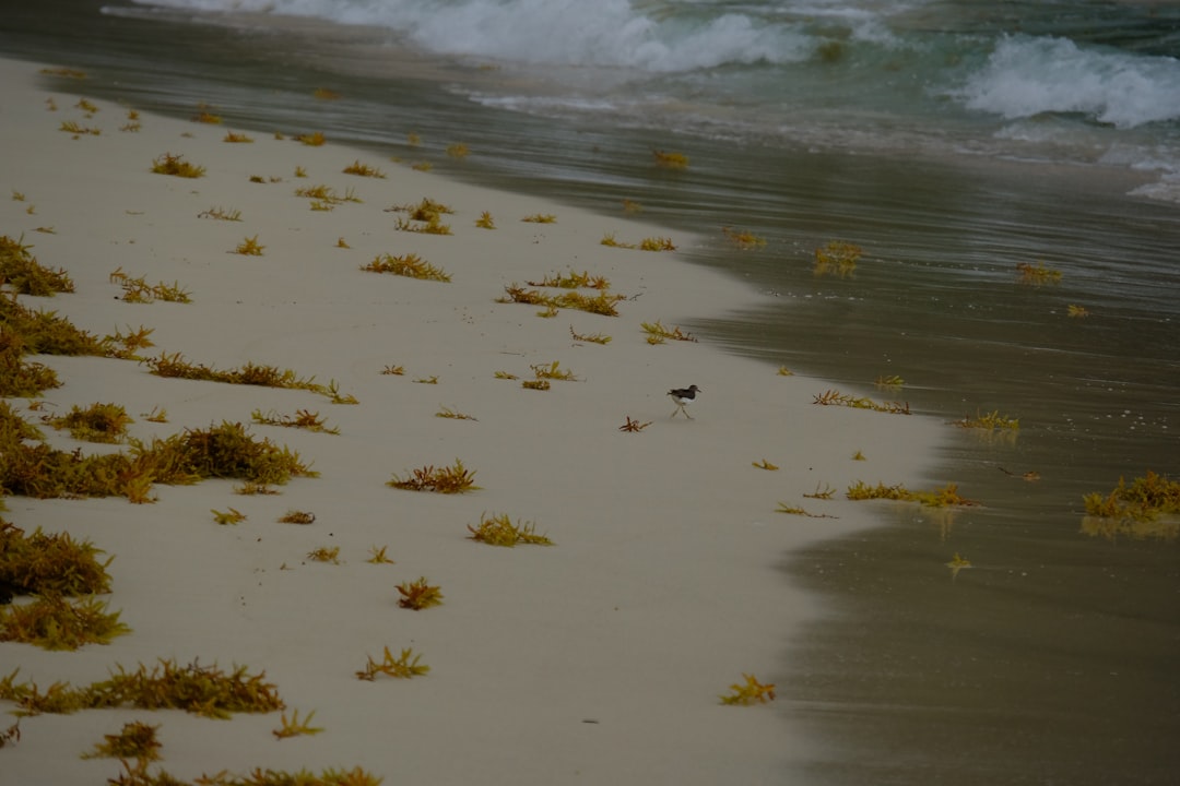 Rincón Beach: The Wild Shore of Las Galeras - Playa Rincon | Secret World Trip Planner