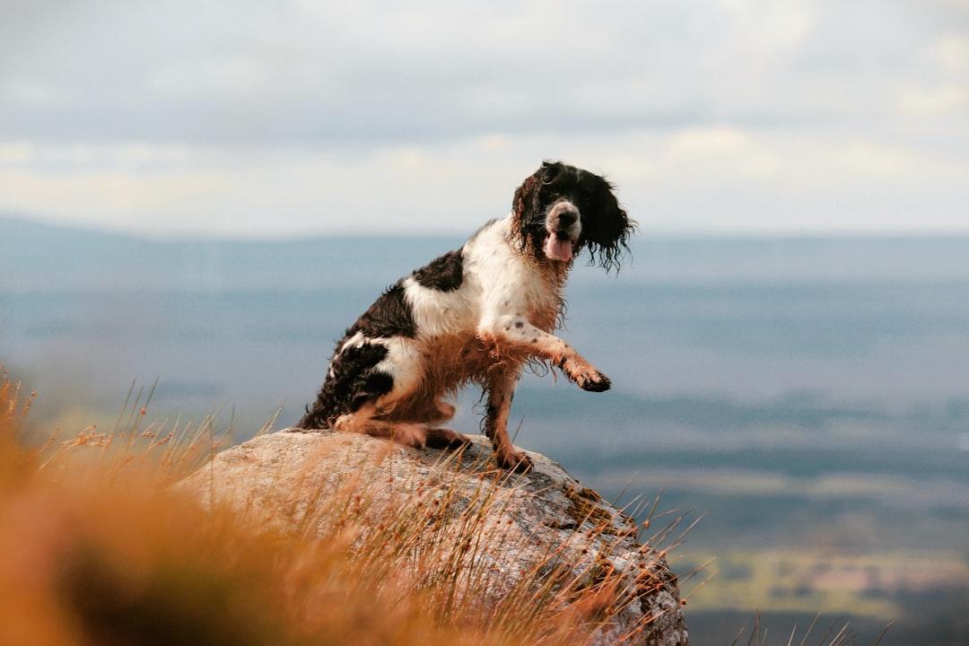 Springer Mountain: il punto di partenza dell'Appalachian Trail — Springer Mountain