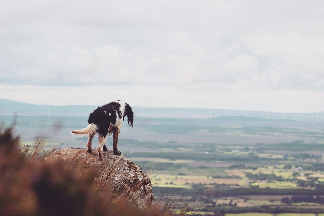 Springer Mountain : Départ de l'Appalachian Trail - Springer Mountain | Secret World Trip Planner