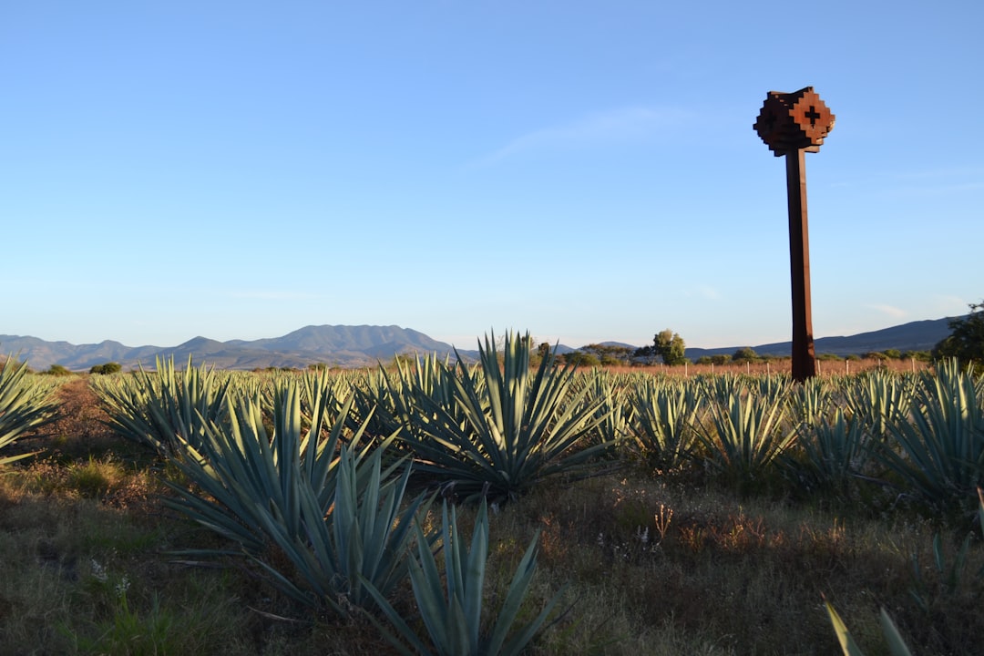 Mezcal Tour Oaxaca: distillerie artigianali tra gli agavi - 68100 Oaxaca de Juárez | Secret World Trip Planner