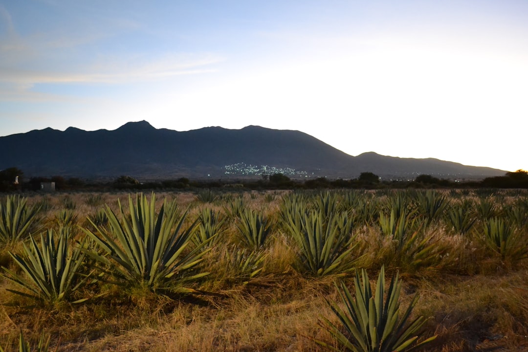 Tour de Mezcal en Oaxaca: destilerías artesanales entre agaves - 68100 Oaxaca de Juárez | Secret World Trip Planner