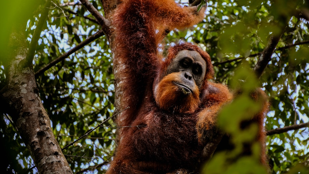 Bukit Lawang: trekking con orangutanes en Sumatra - Kabupaten Langkat | Secret World Trip Planner