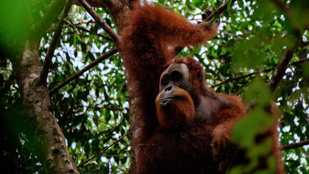 Bukit Lawang: trekking con orangutanes en Sumatra - Kabupaten Langkat | Secret World Trip Planner