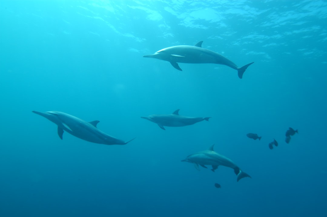 Fernando de Noronha: Das vulkanische Archipel Brasiliens - Pernambuco | Secret World Trip Planner