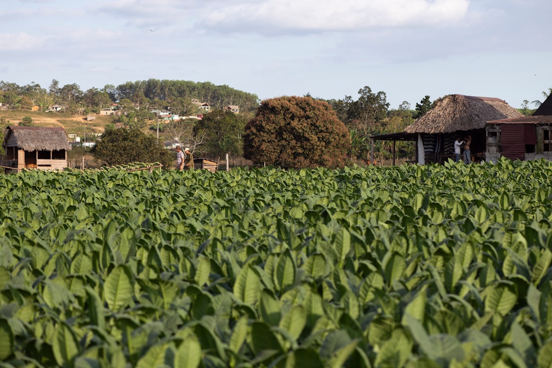 Tabacco e mogotes: la fattoria di Benito a Viñales - J77M+7RC | Secret World Trip Planner