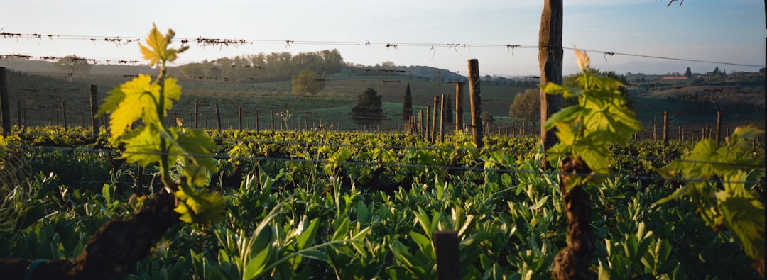 Tabacco e mogotes: la fattoria di Benito a Viñales - J77M+7RC | Secret World Trip Planner
