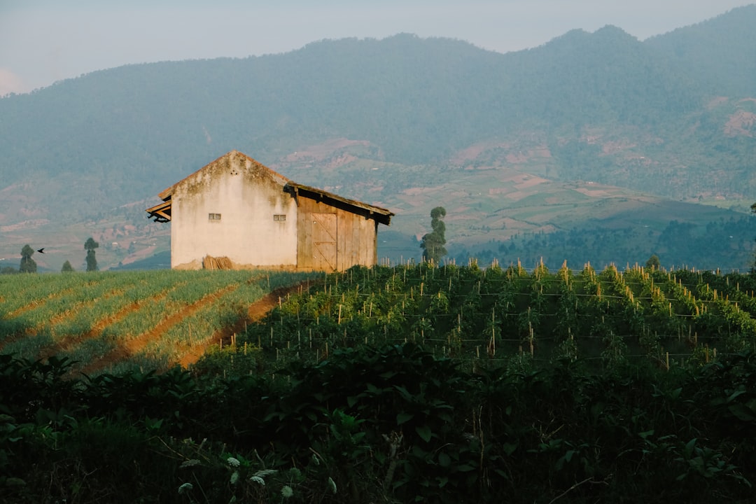 Tabak und Mogotes: Benitos Farm in Viñales - J77M+7RC | Secret World Trip Planner