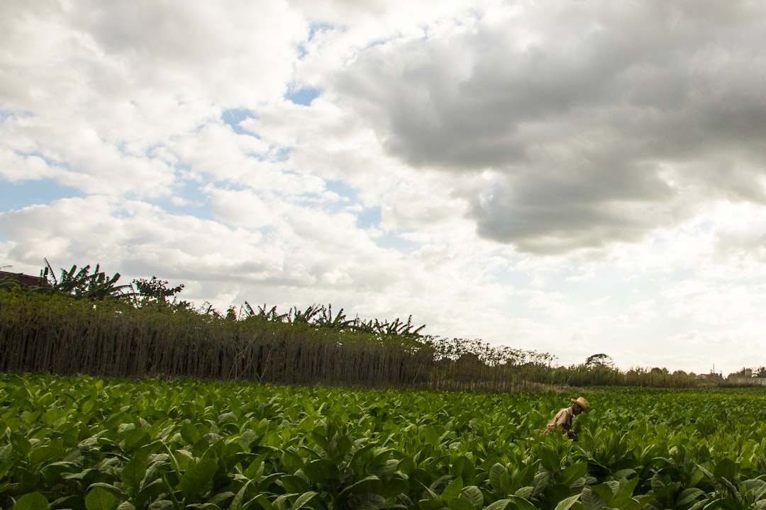 Tabak und Mogotes: Benitos Farm in Viñales - J77M+7RC | Secret World Trip Planner