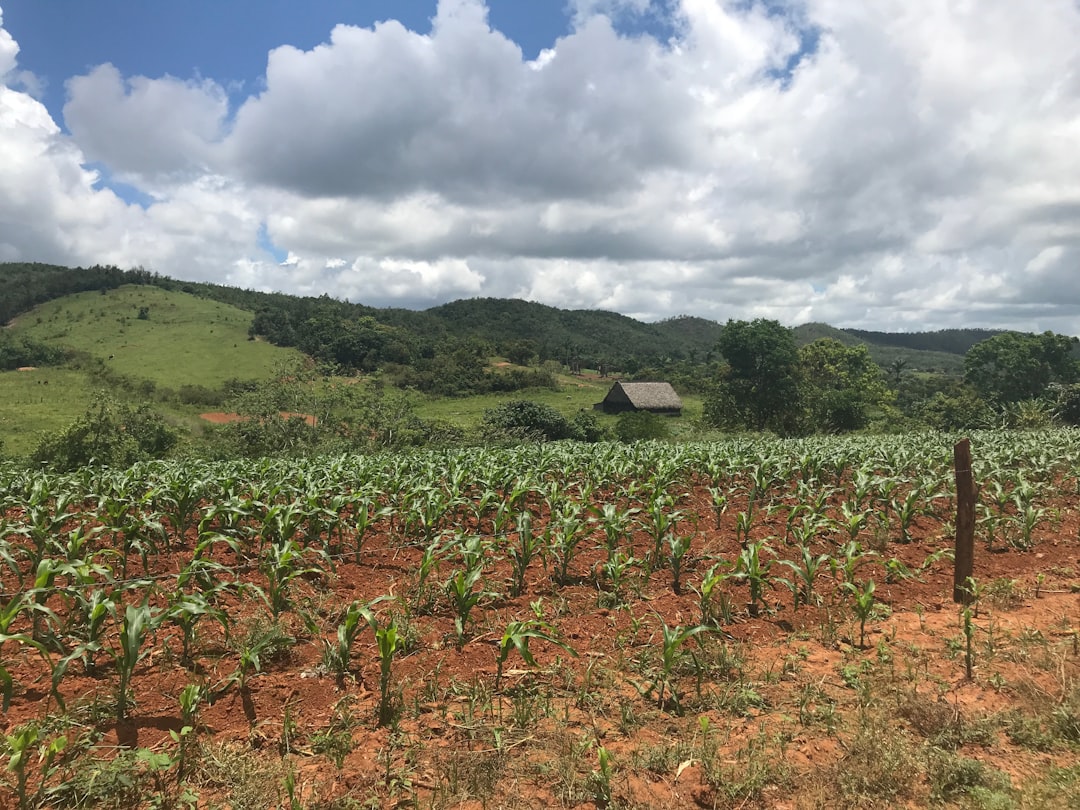 Tabac et mogotes : la ferme de Benito à Viñales - J77M+7RC | Secret World Trip Planner