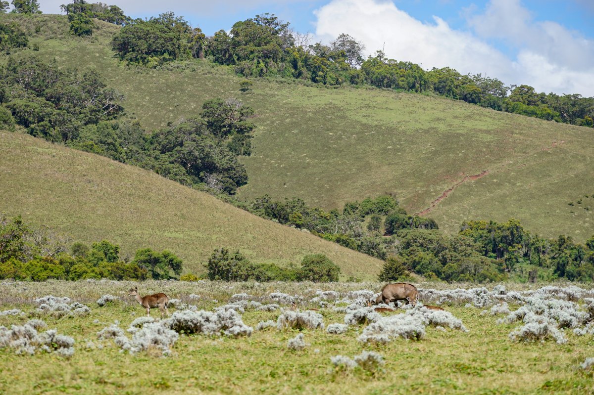 Altopiano Sanetti: fauna y naturaleza en Etiopía — VPPM+8PG