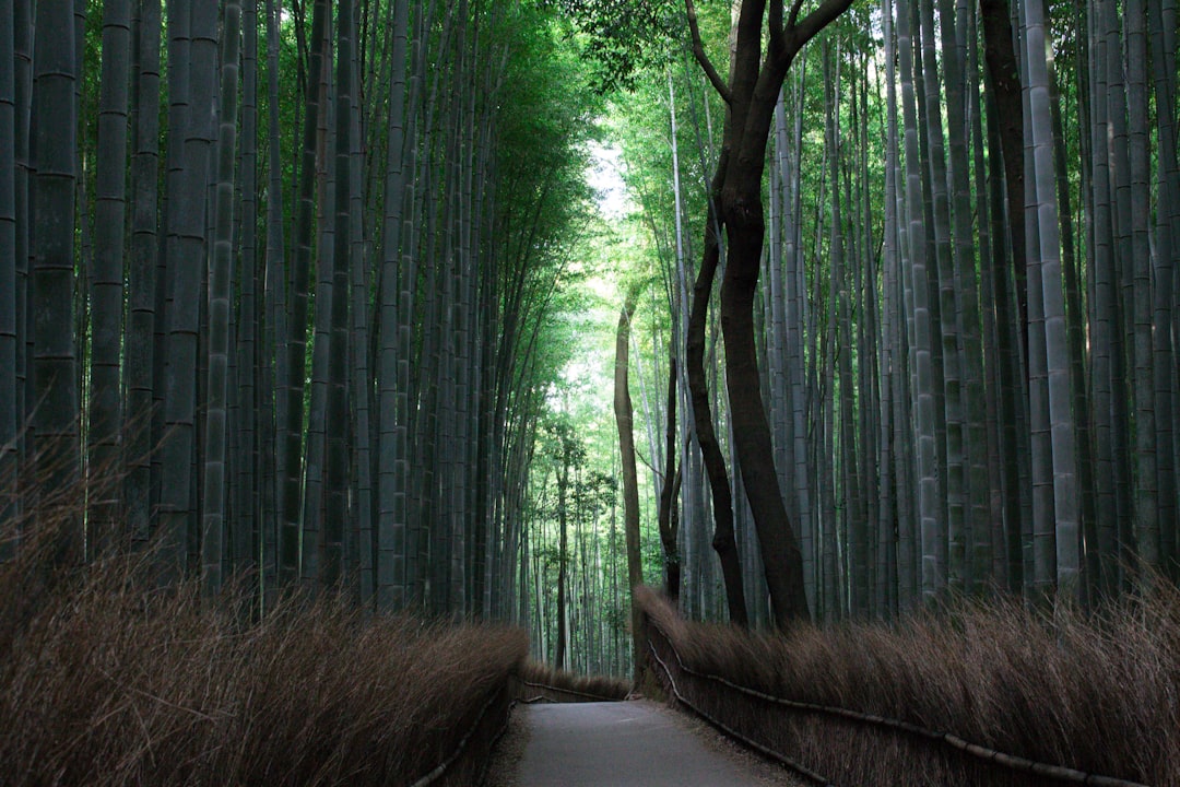 Forêt de Bambou d'Arashiyama : lumière et sons — Kyoto