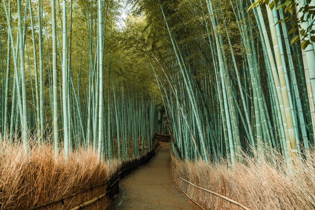 Forêt de Bambou d'Arashiyama : lumière et sons - Kyoto | Secret World Trip Planner