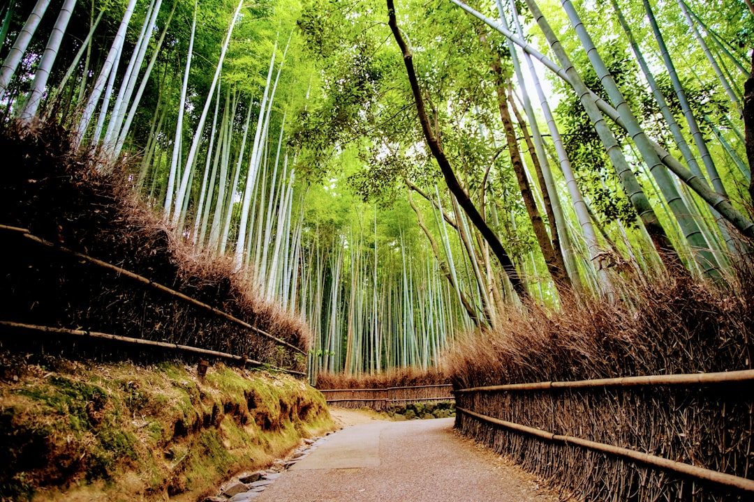 Bosque de Bambú de Arashiyama: luz y sonidos - Kyoto | Secret World Trip Planner