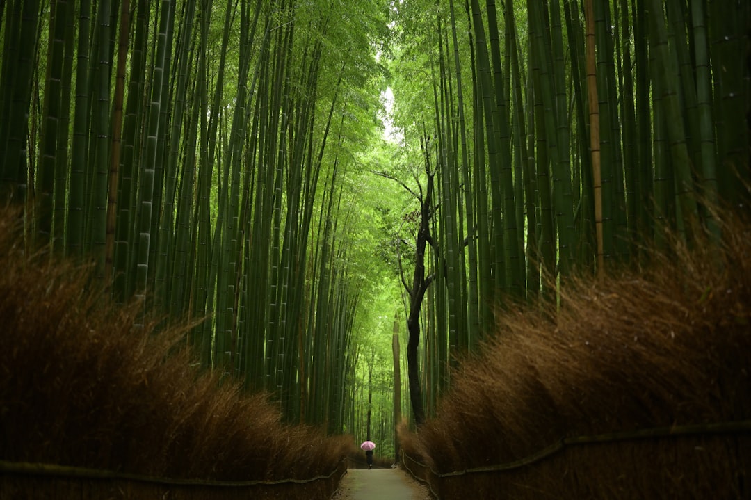 Bosque de Bambú de Arashiyama: luz y sonidos - Kyoto | Secret World Trip Planner