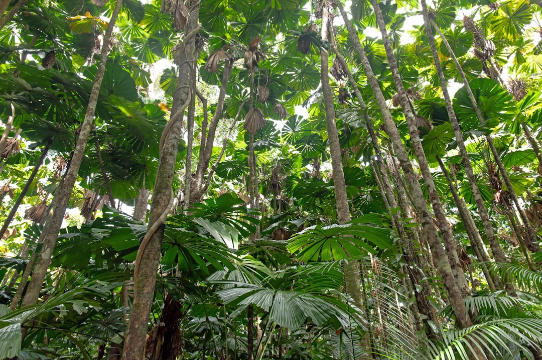Daintree-Wald: Ausblicke zwischen Wald und Korallenriff - 2333 Cape Tribulation Rd | Secret World Trip Planner
