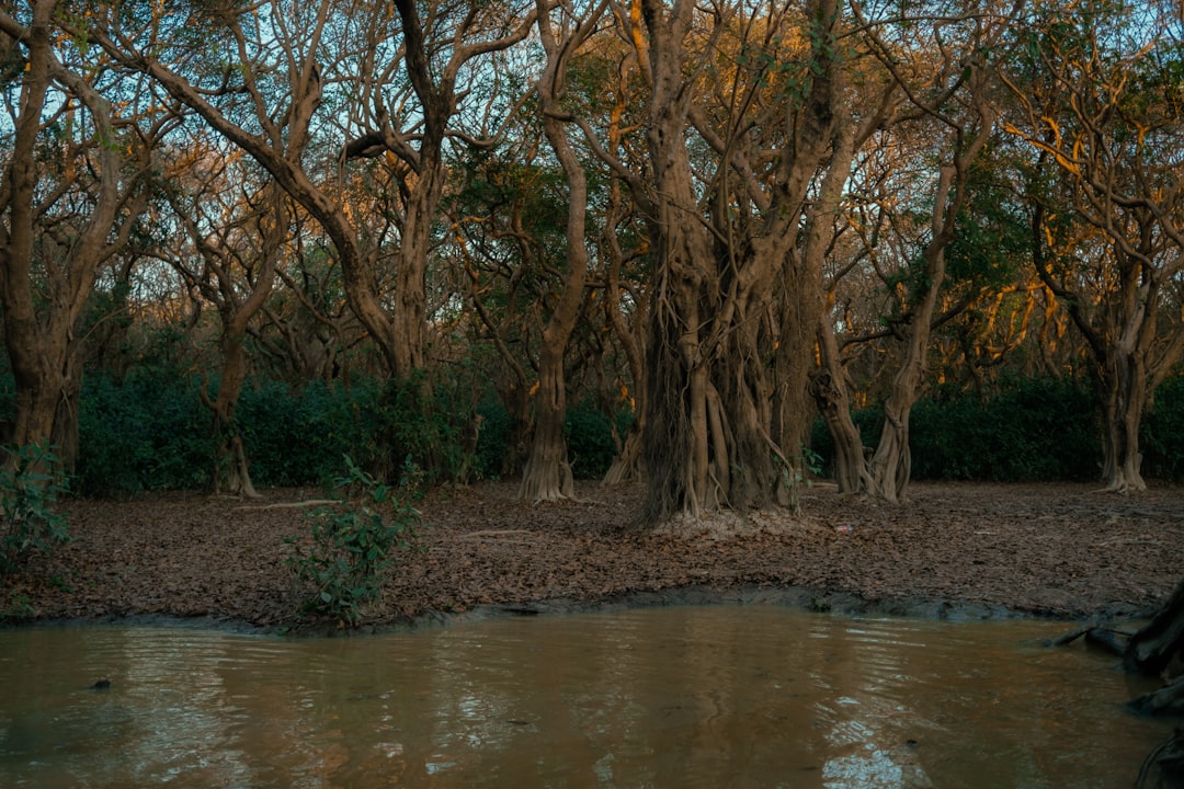 Ratargul: la selva inundada de Bangladesh - 2W79+MFG | Secret World Trip Planner