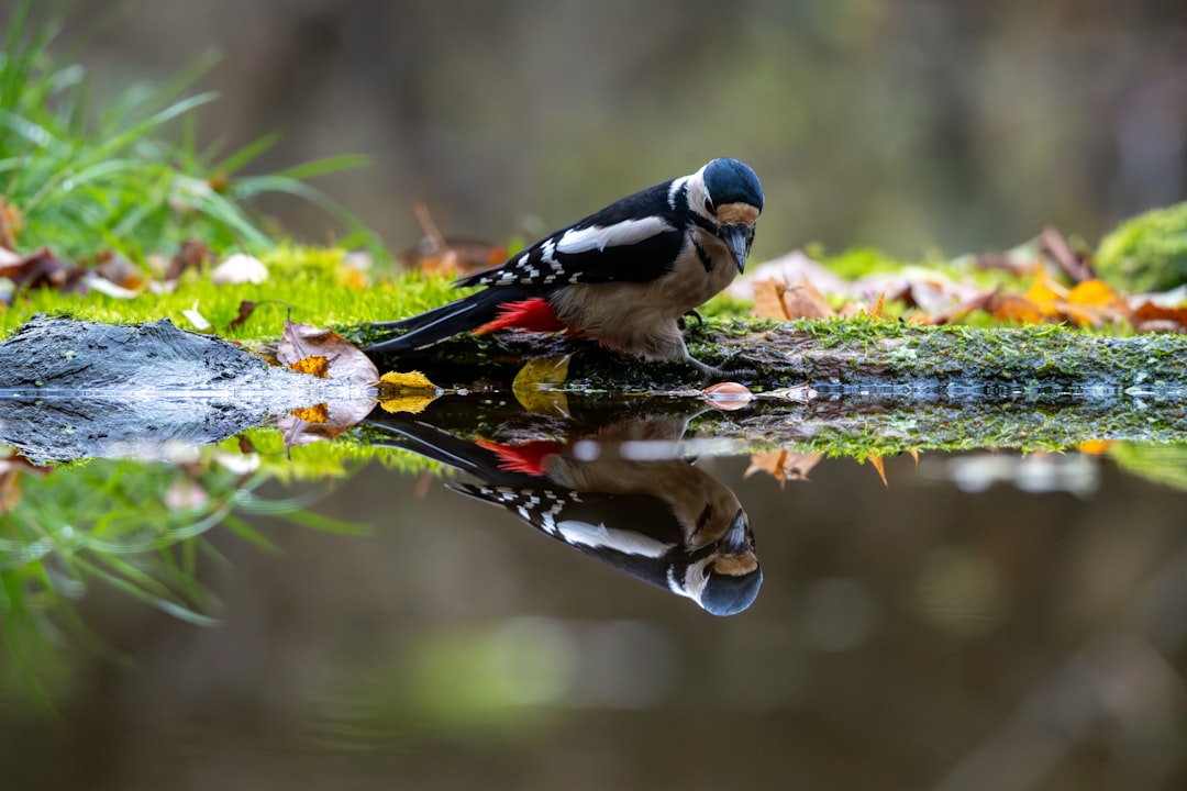 Białowieża: la última selva primigenia de Europa - Białowieża | Secret World Trip Planner
