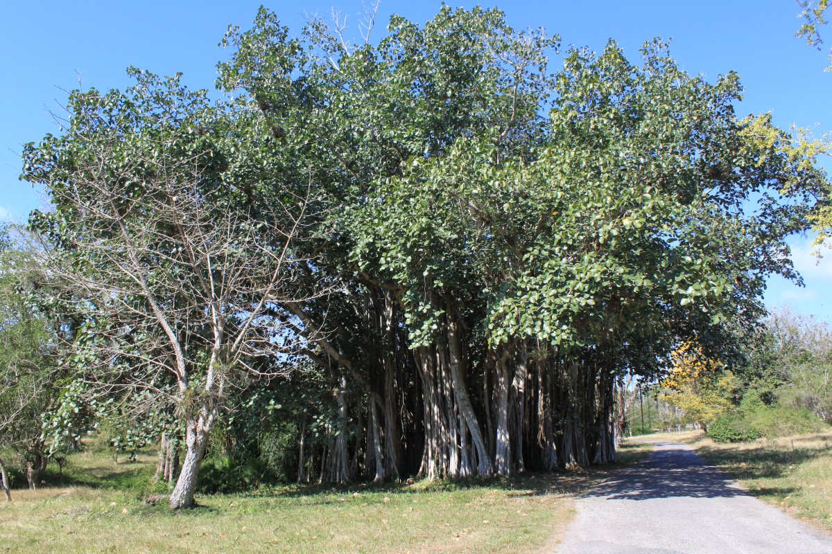Giardines Botánicos de Cienfuegos: guía de visita